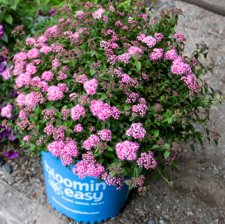 SPIRAEA &