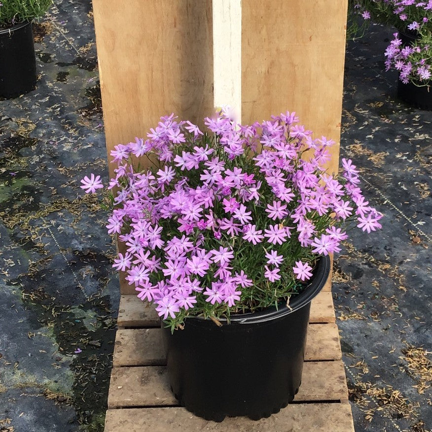 PHLOX &