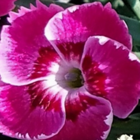 DIANTHUS &