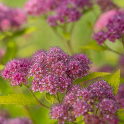 SPIRAEA &