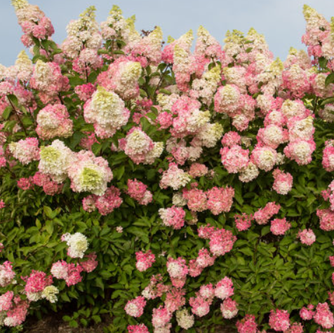 HYDRANGEA, PANICULATA &