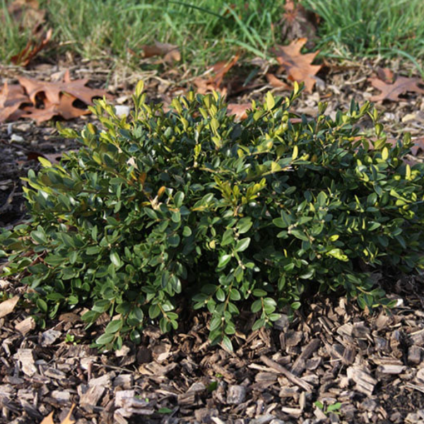 BUXUS &