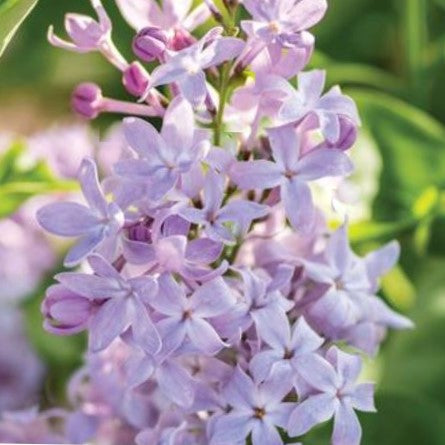 SYRINGA &