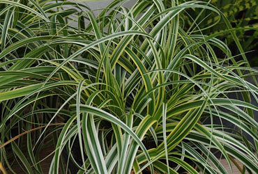 GRASS, CAREX &