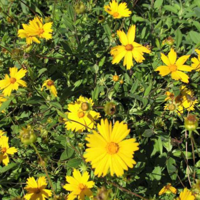 COREOPSIS &