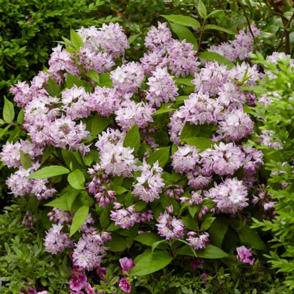 DEUTZIA &