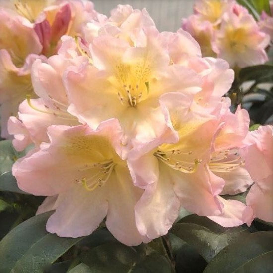 RHODODENDRON &