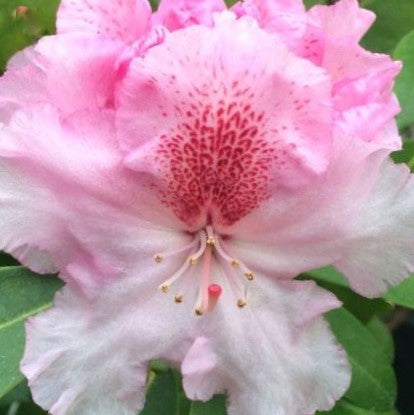 RHODODENDRON &