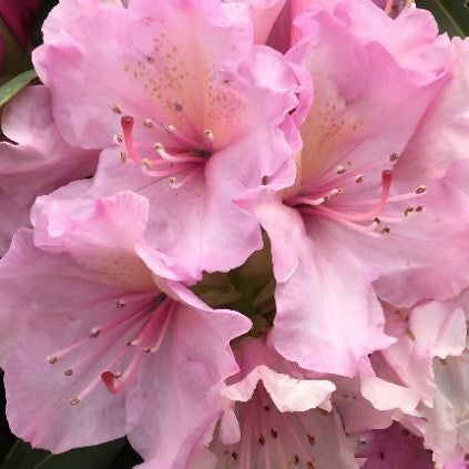 RHODODENDRON &