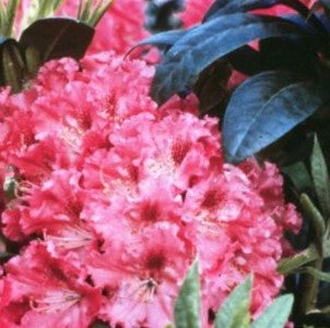 RHODODENDRON &