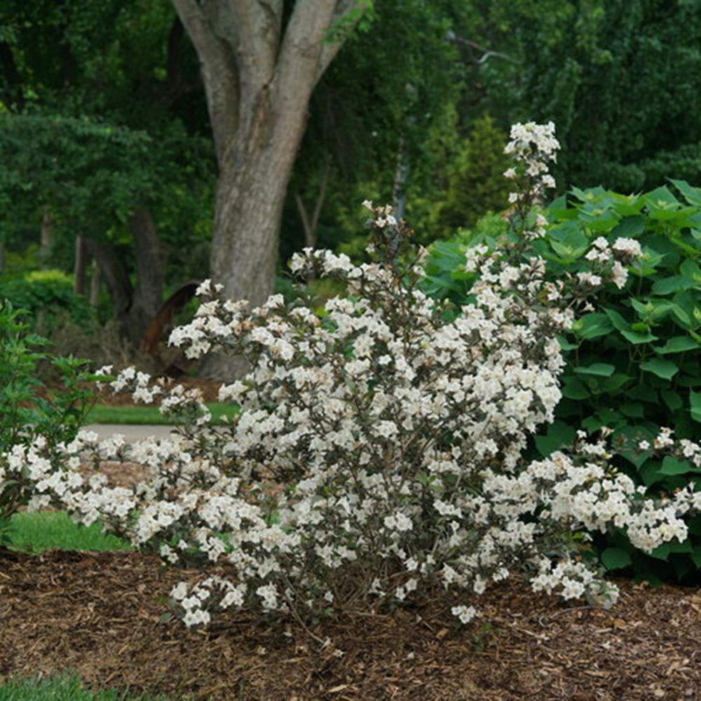 WEIGELA &