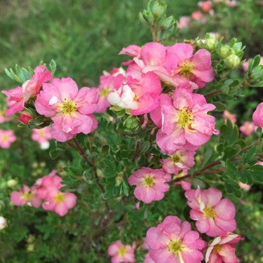 POTENTILLA &