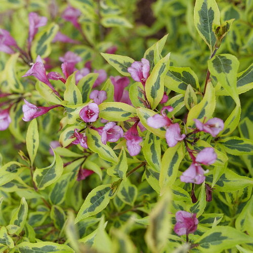 WEIGELA &