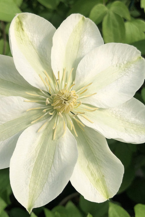 CLEMATIS &