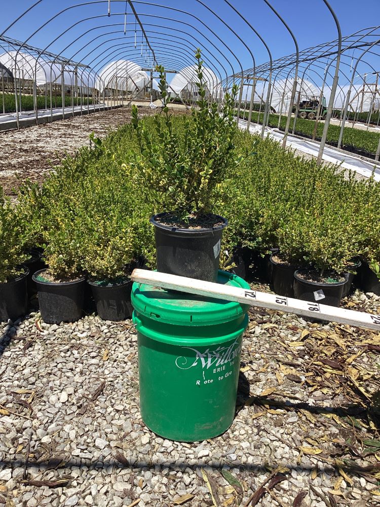 BUXUS &