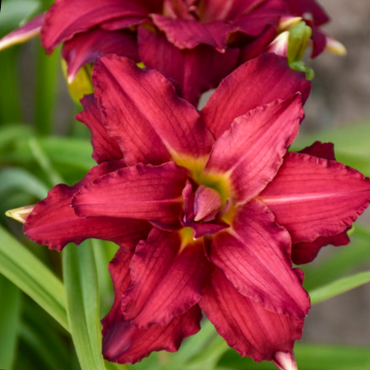 HEMEROCALLIS &