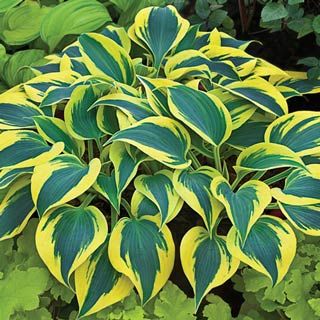 HOSTA &