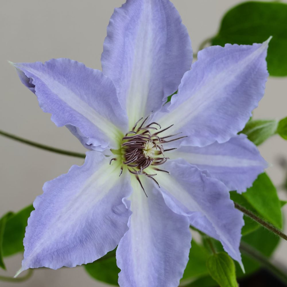 CLEMATIS &