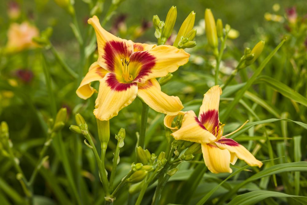 HEMEROCALLIS &