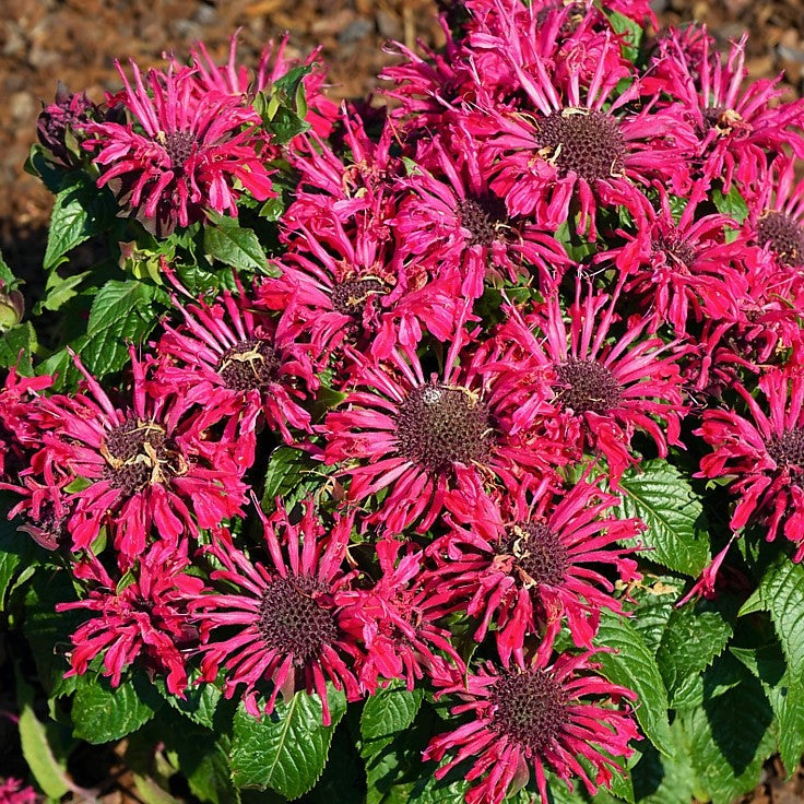 MONARDA &