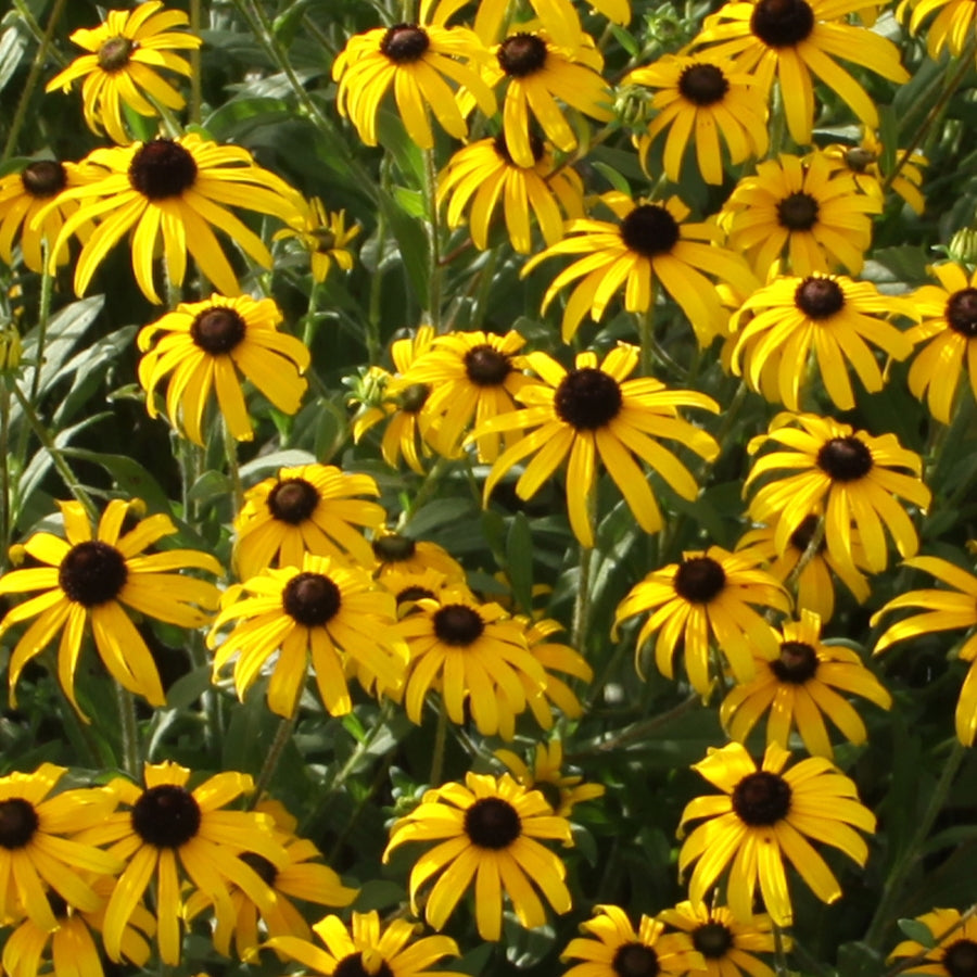 RUDBECKIA &