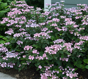 HYDRANGEA, SERRATA &