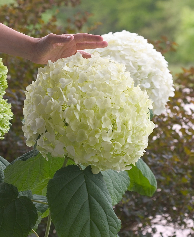 HYDRANGEA, ARBORESCENS &