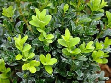 BUXUS &