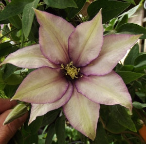 CLEMATIS &