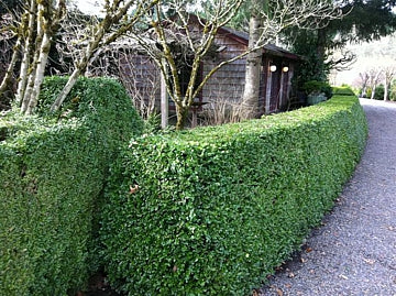 BUXUS &