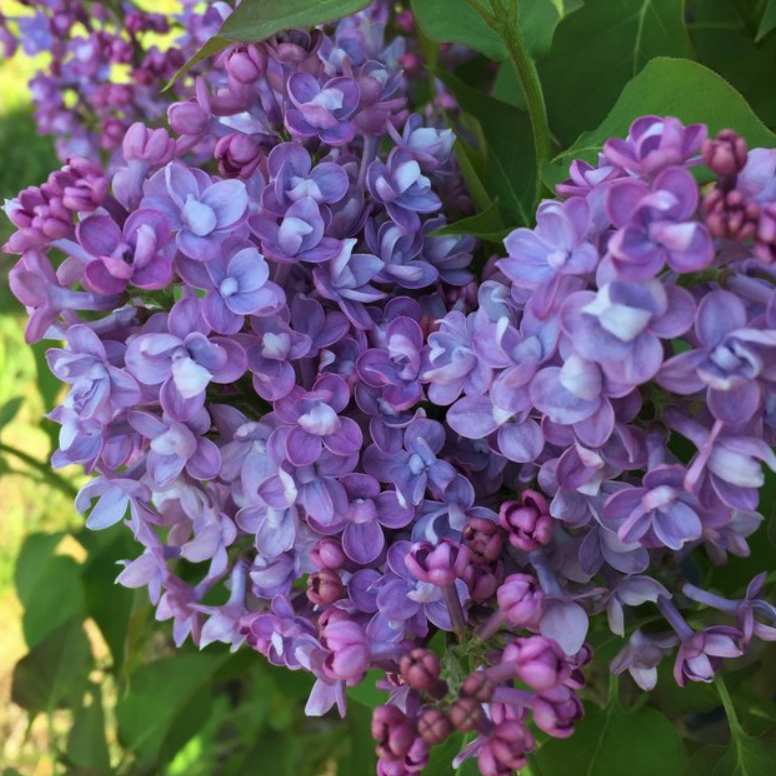 SYRINGA &