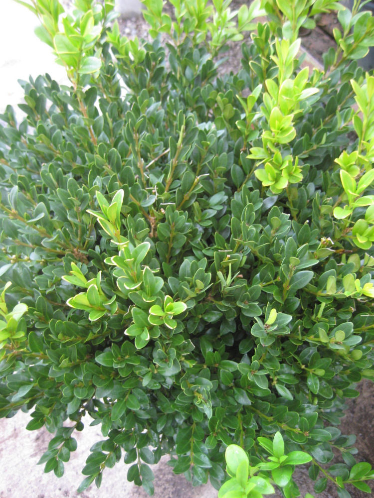 BUXUS &