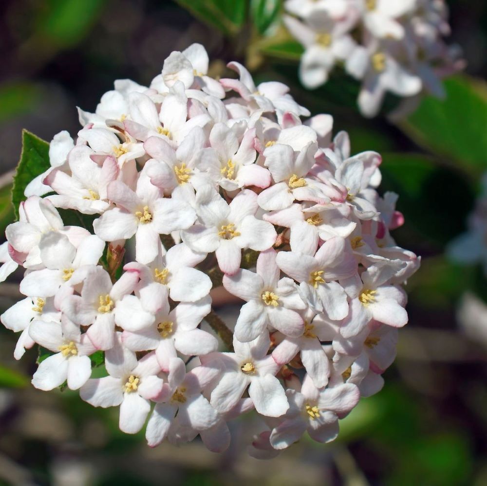 VIBURNUM &