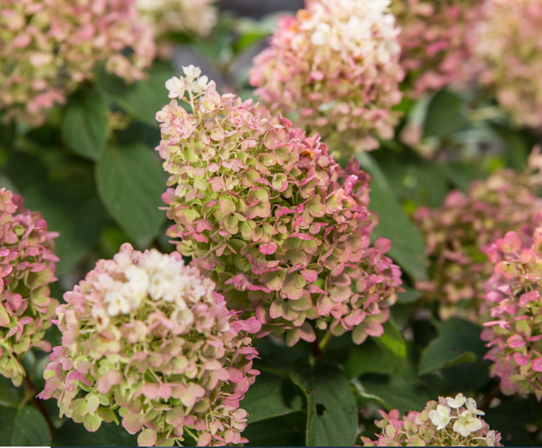 HYDRANGEA, PANICULATA &