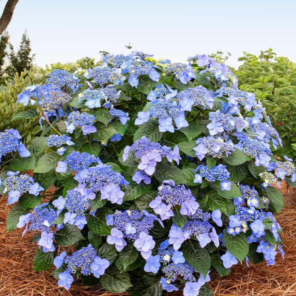 HYDRANGEA, MACROPHYLLA &