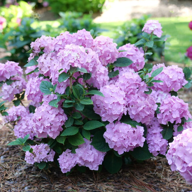HYDRANGEA, MACROPHYLLA &