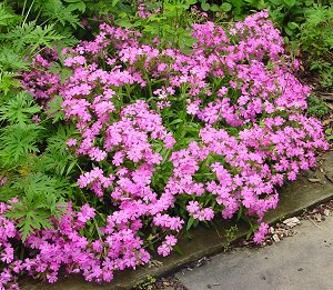 Short and Sweet Wild Pinks / Catchfly (Silene short &