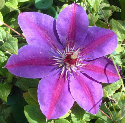 Picardy™ Clematis (Clematis picardy) - 3QT