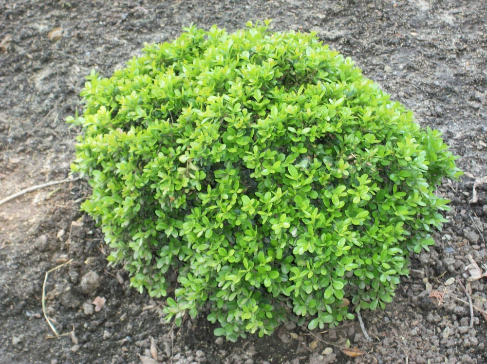 Wee Willie™ Boxwood (Buxus x &
