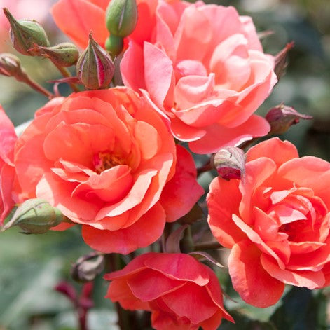 Coral Knock Out® Rose (Rosa K.O &