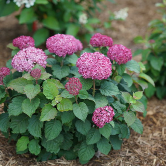Invincibelle® Spirit II Smooth hydrangea (Hydrangea arborescens &