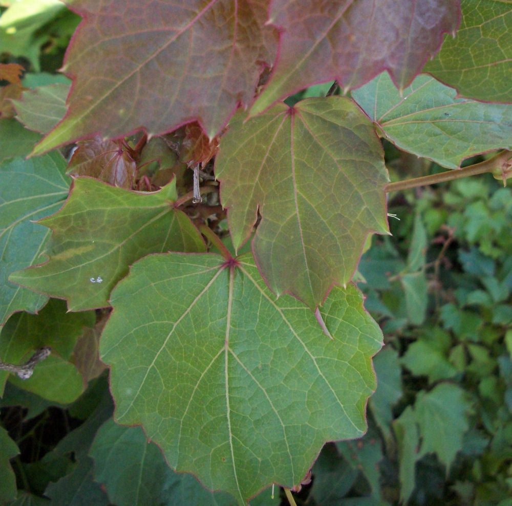 Robusta Boston Ivy (Parthenocissus tricuspidata &