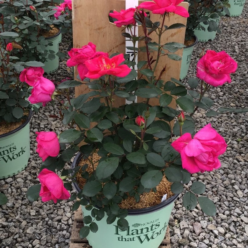 Rose Miracle on the Hudson™ Pink (Rosa miracle &