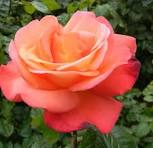 Orange Glow™ Knock Out® (Rosa K.O &