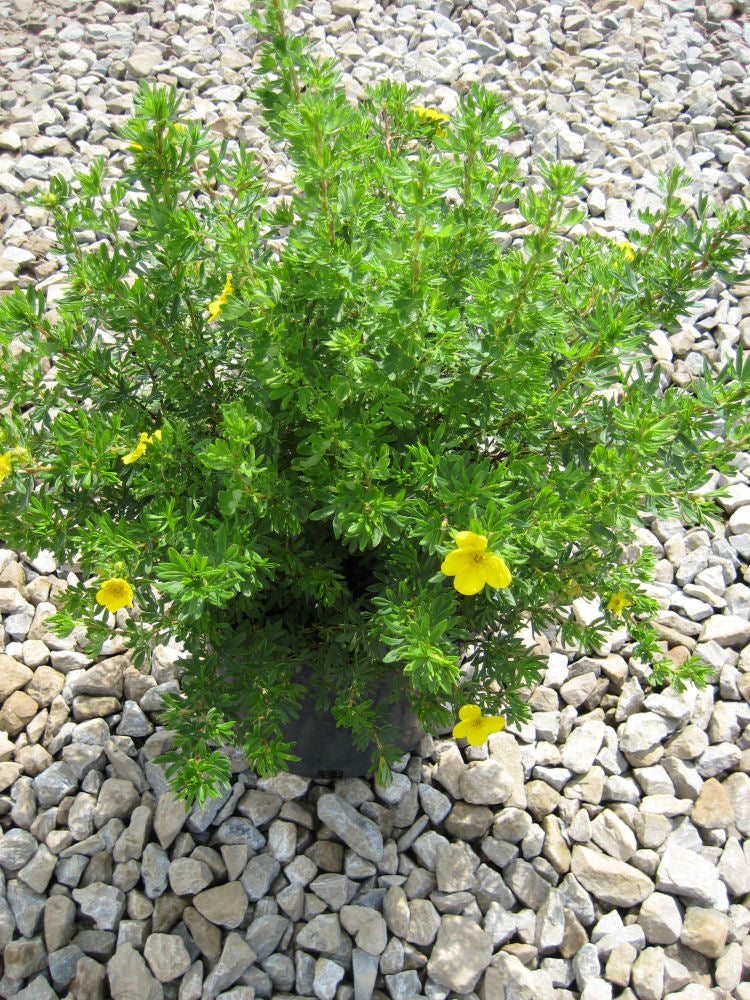 Goldfinger Cinquefoil (Potentilla fruticosa &