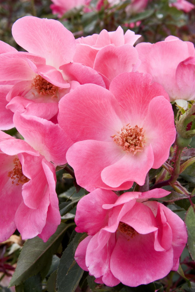 Pink Knock Out® Rose (Rosa K.O &