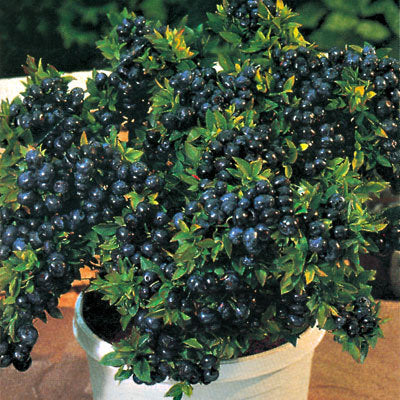 Top Hat Blueberry (Vaccinium x &
