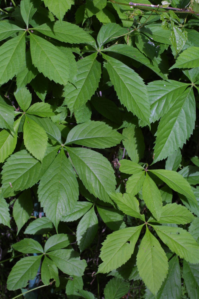 Virginia Creeper (Parthenocissus quinquefolia) - 2 gallon 12"
