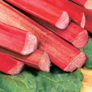 Chipmans Canada Red Rhubarb (Rheum chipmans &