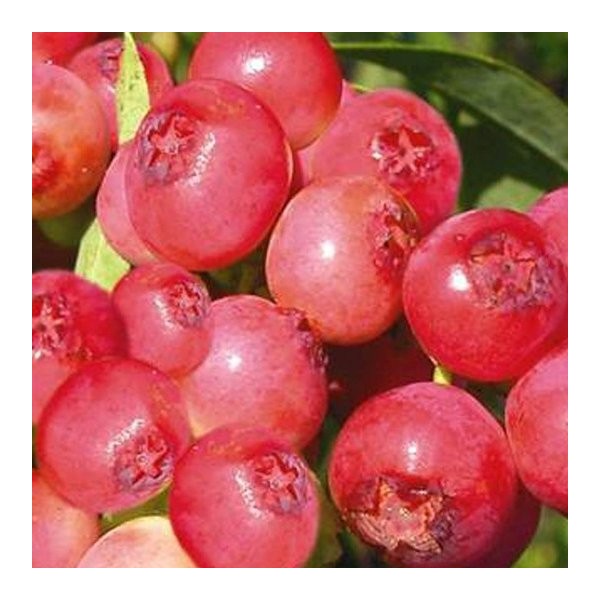 Pink Lemonade Blueberry (Vaccinium &